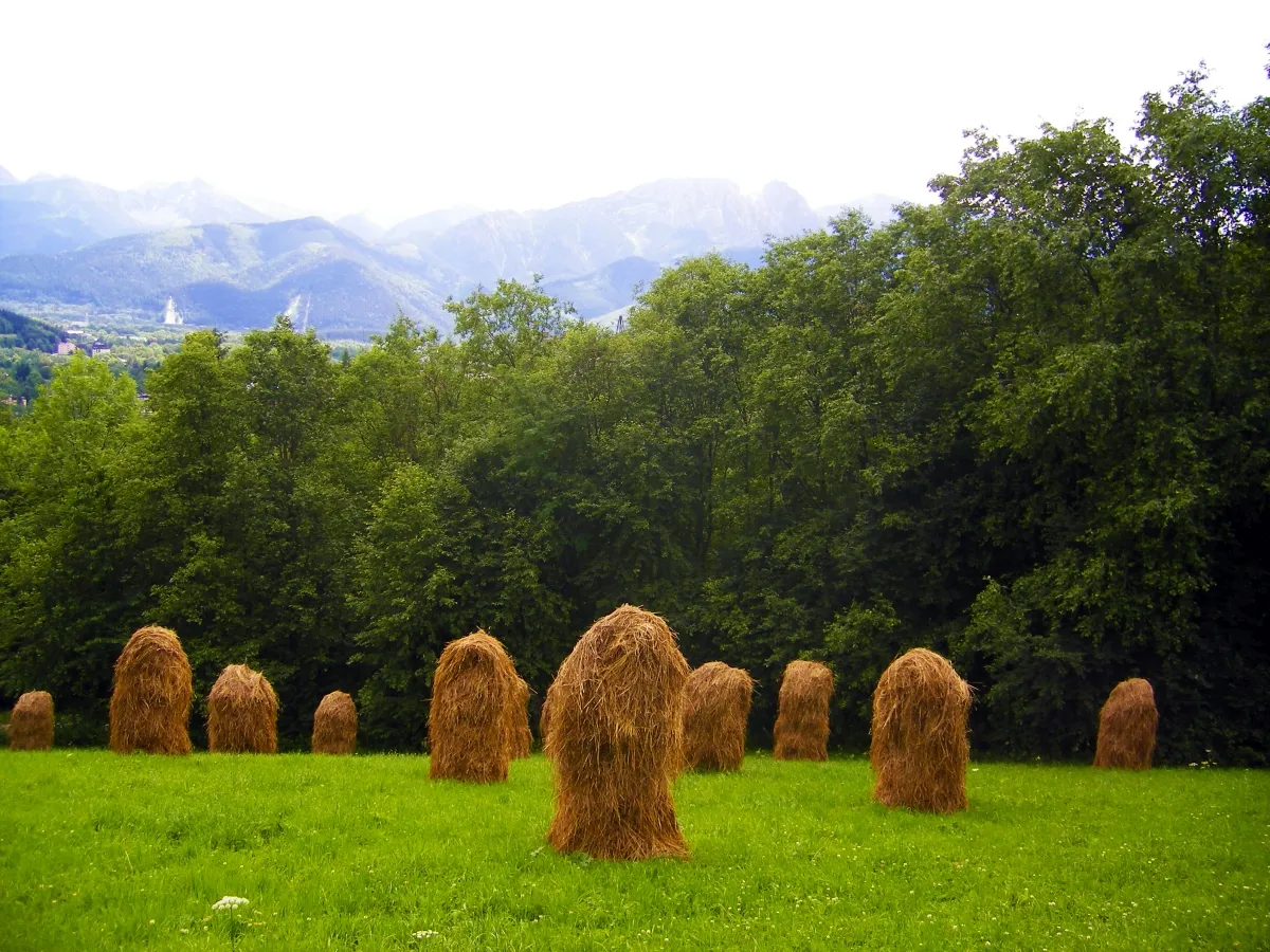 Rows of upright haystacks in a green field with mountains in the distance